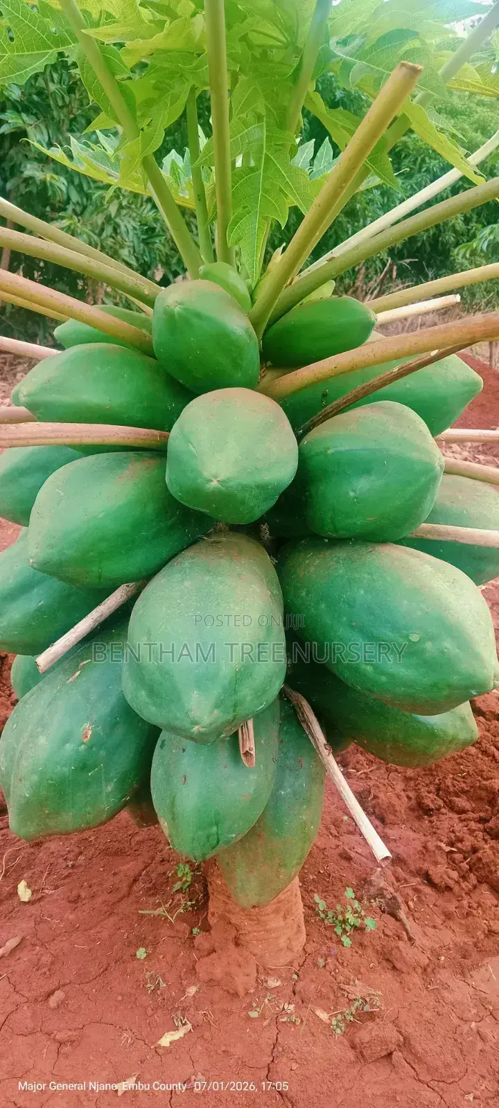 Coffee Seedlings
