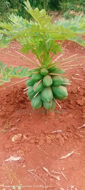 Coffee Seedlings