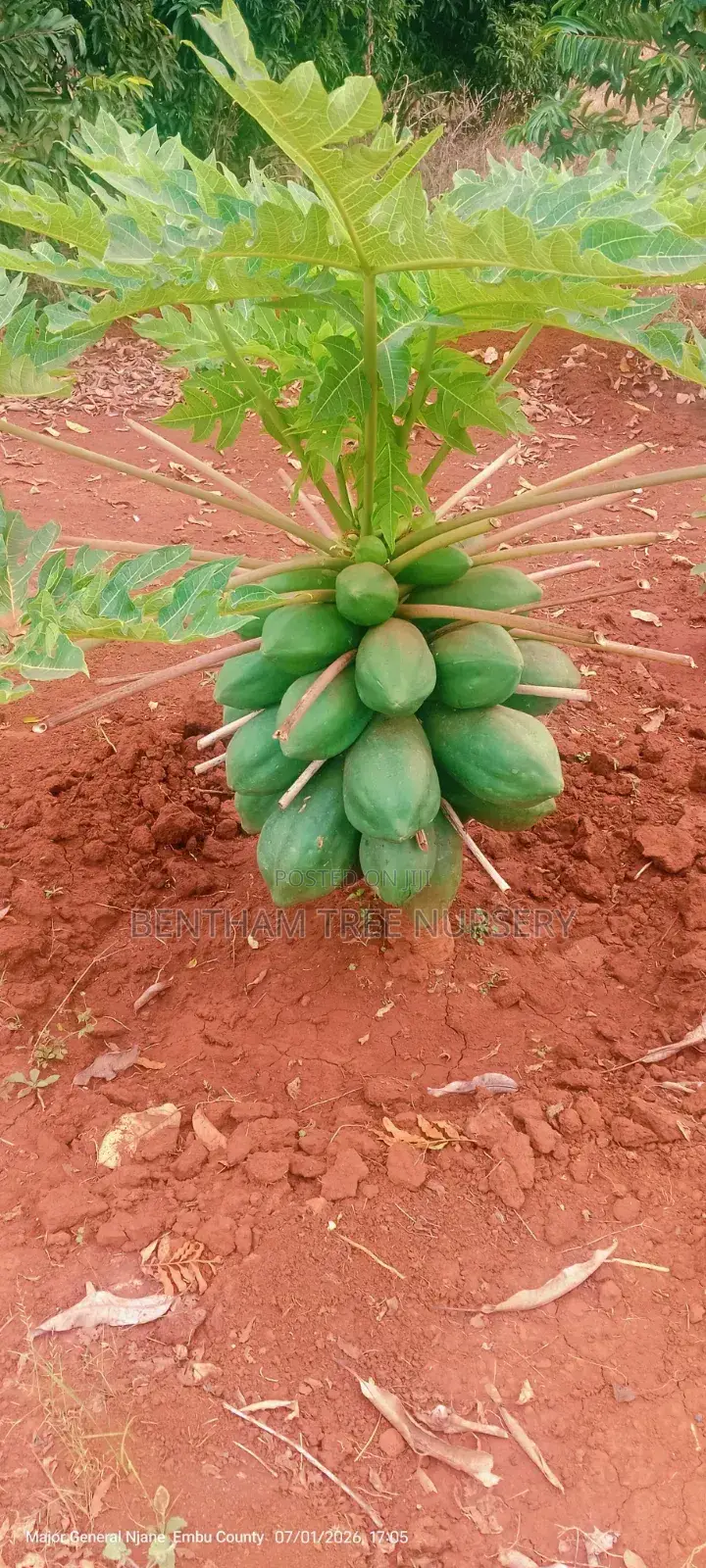 Coffee Seedlings
