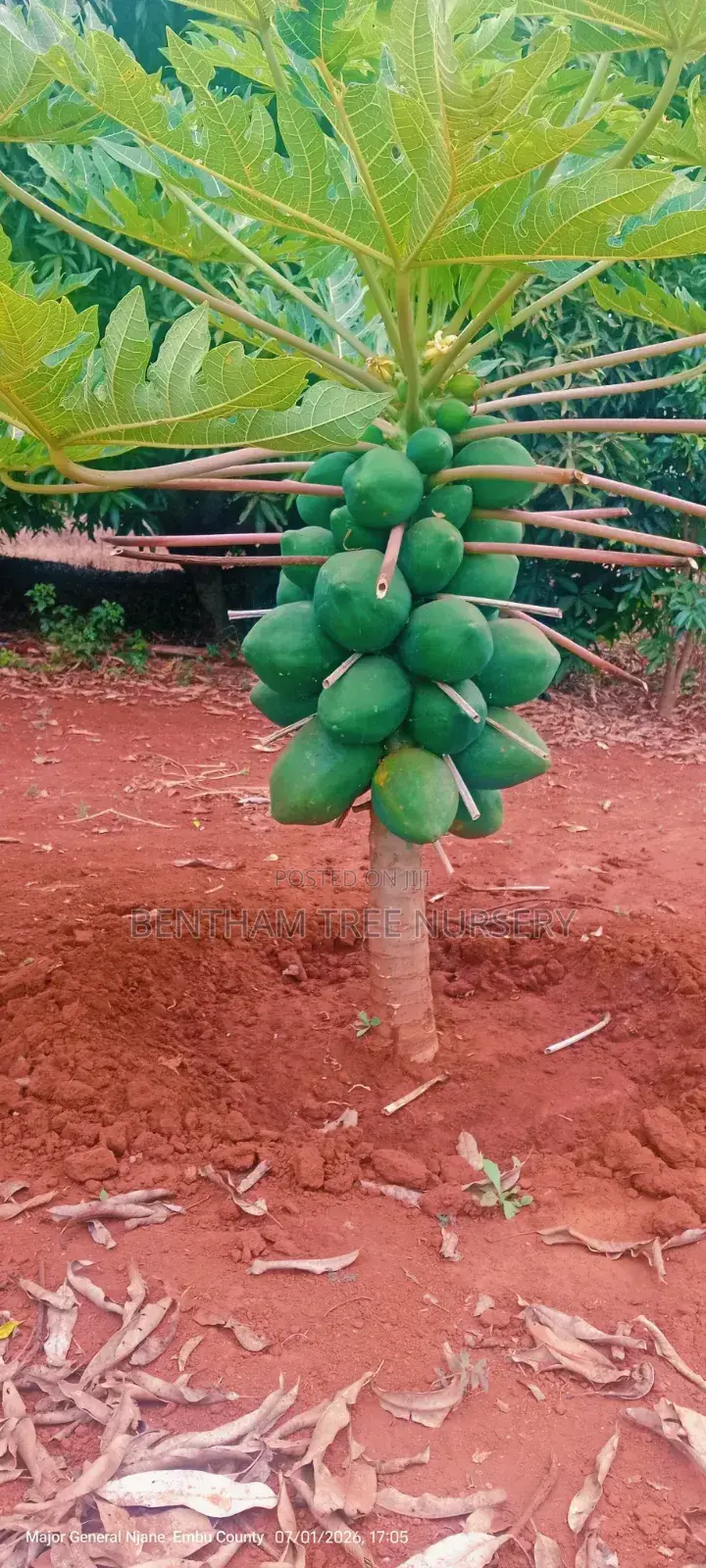 Coffee Seedlings