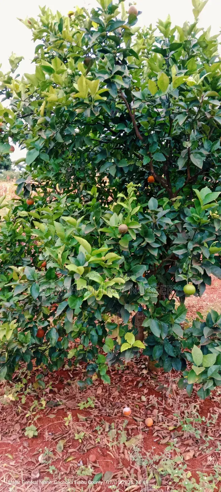 Coffee Seedlings
