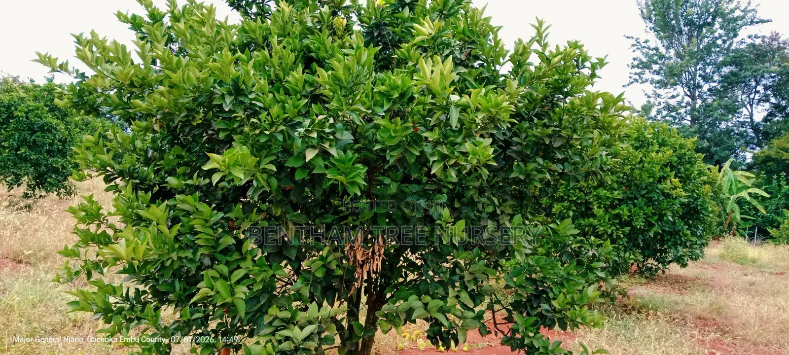 Coffee Seedlings