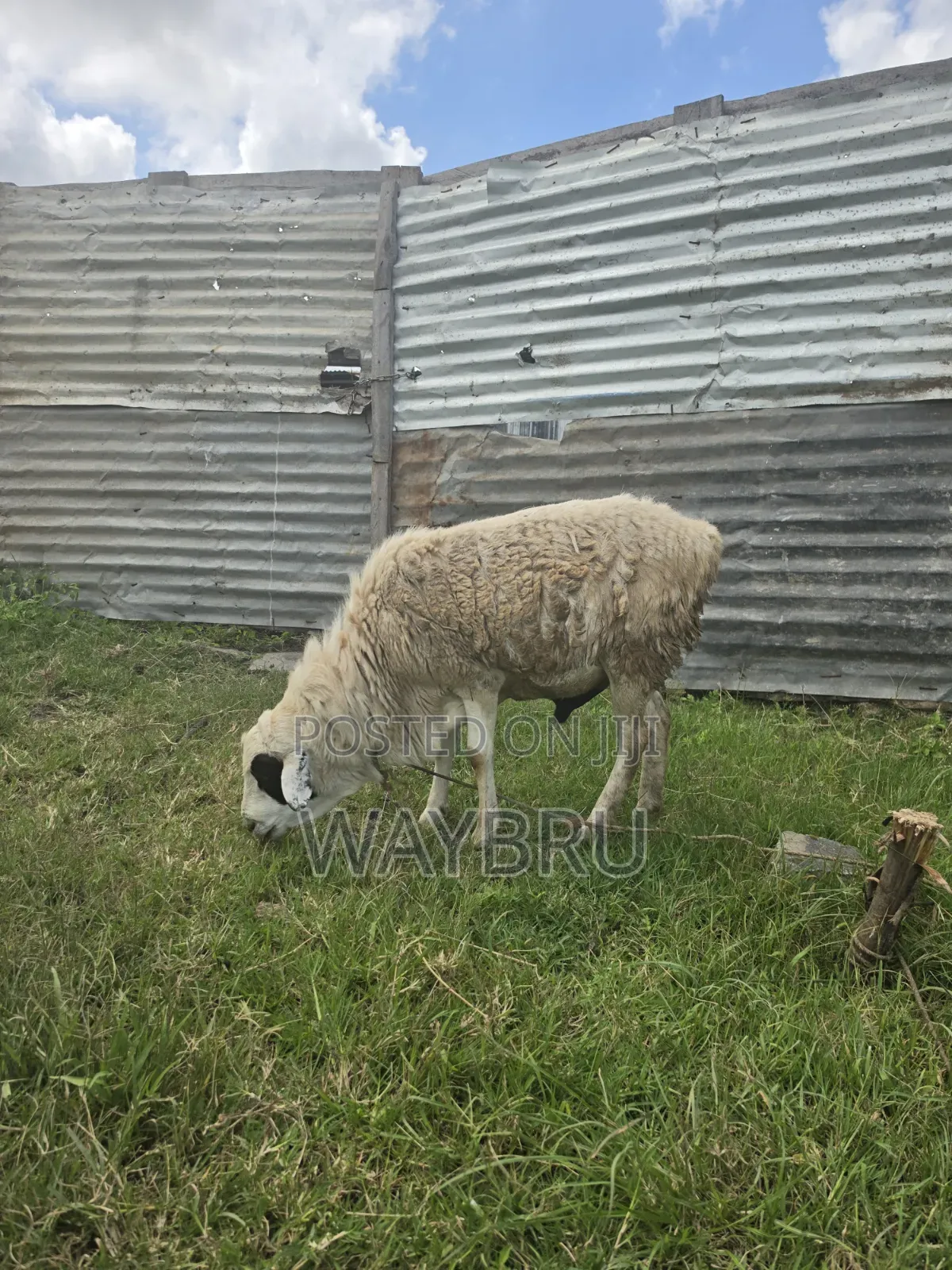 Ram for Breeding
