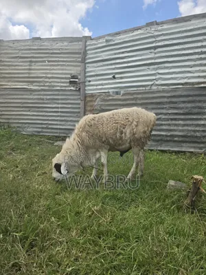 Ram for Breeding