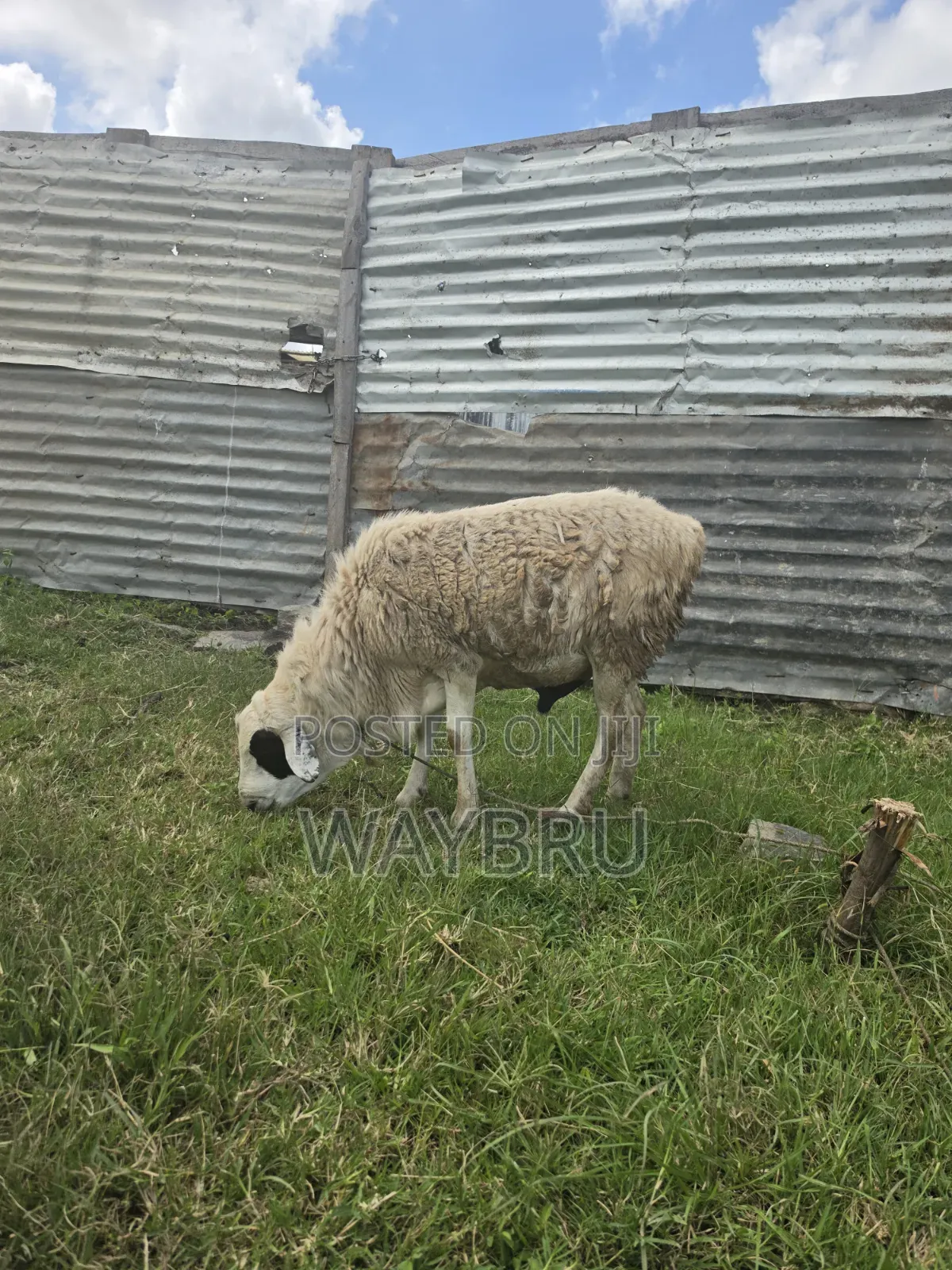 Ram for Breeding