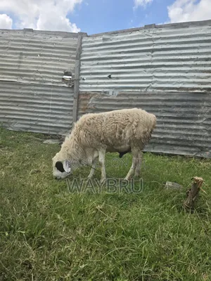 Ram for Breeding