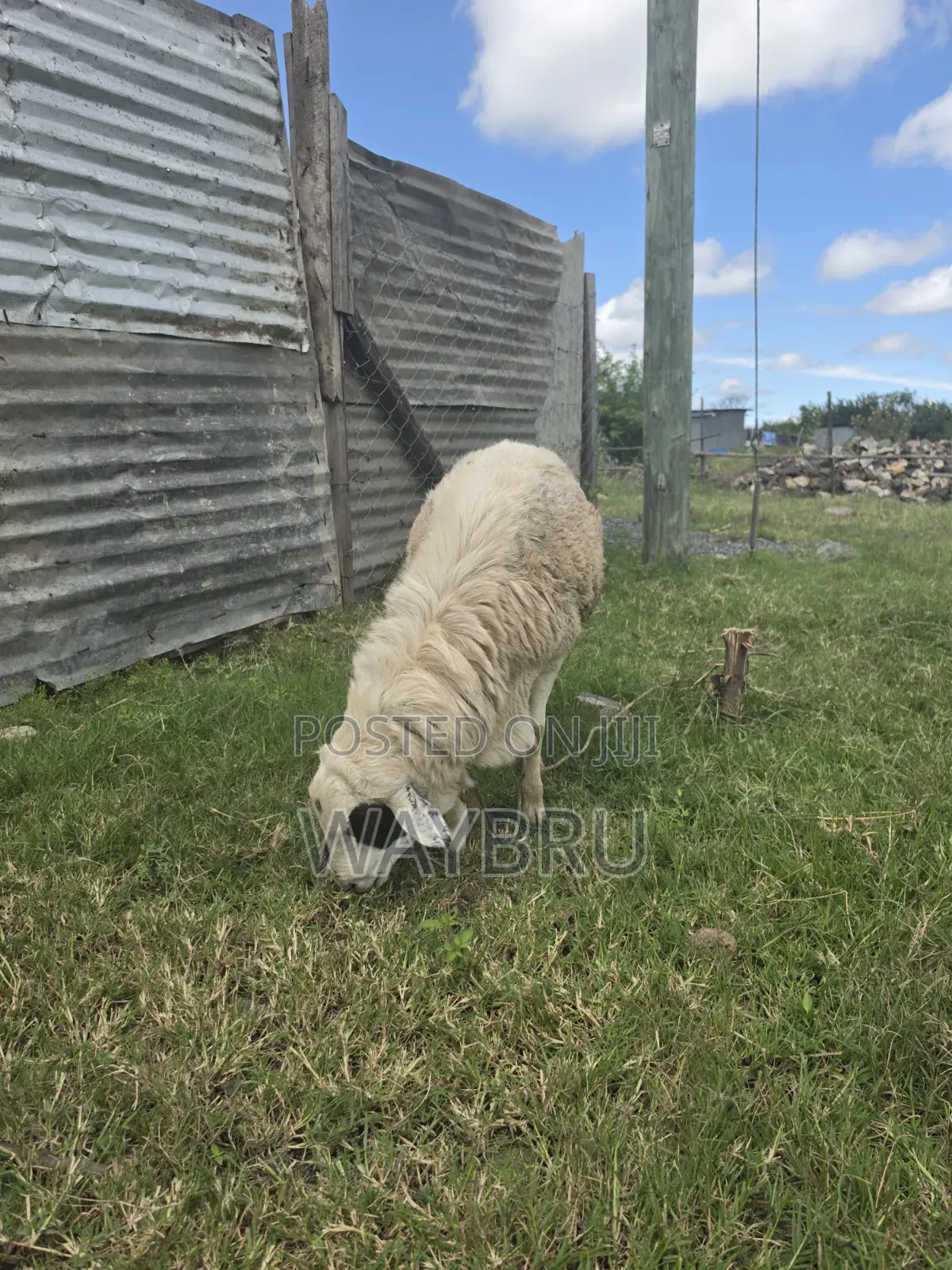 Ram for Breeding