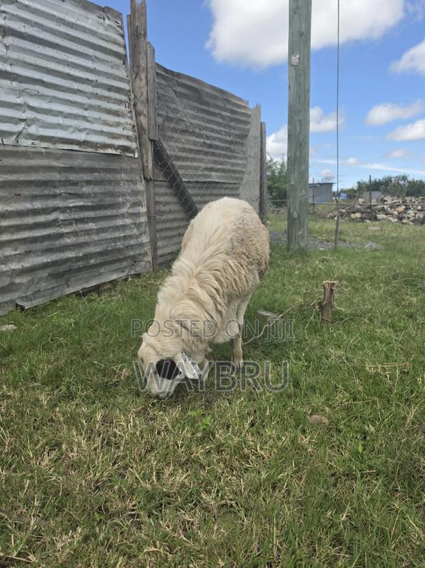 Ram for Breeding - thumbnail 4