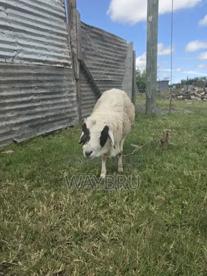 Ram for Breeding