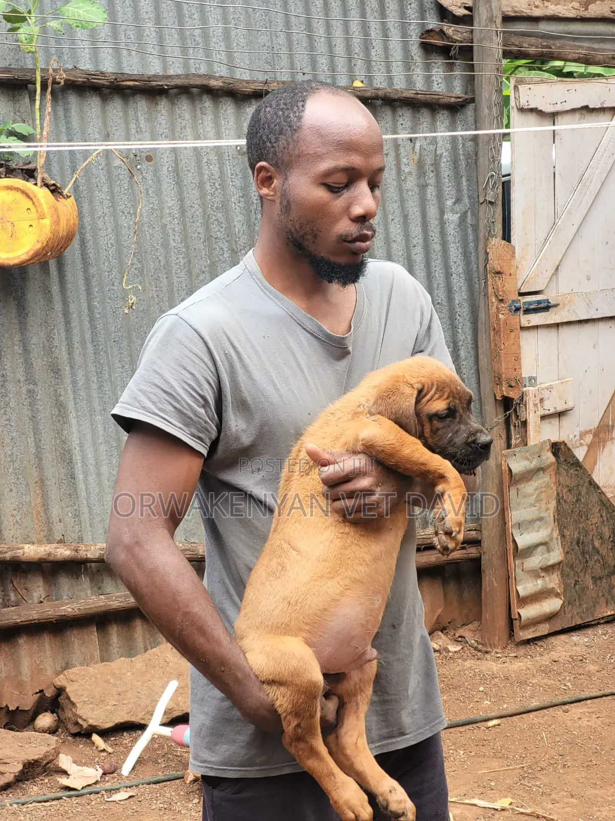 3-6 months Female Purebred Boerboel
