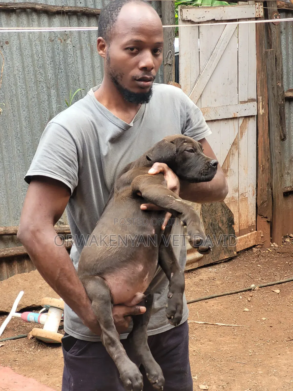 3-6 months Female Purebred Boerboel