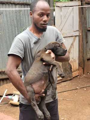3-6 months Female Purebred Boerboel