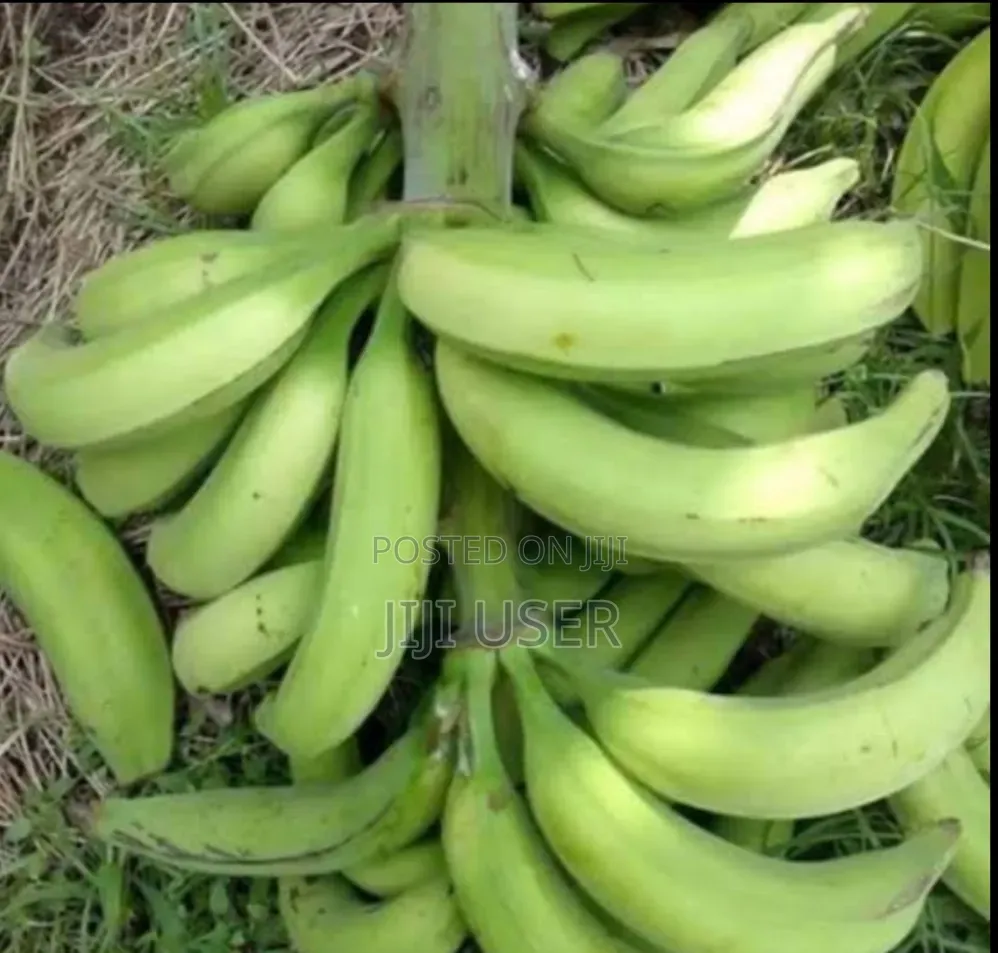 Banana Plantains