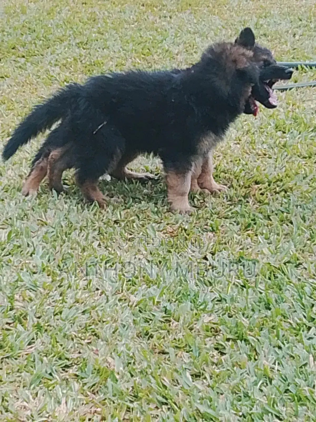 1-3 months Male Purebred German Shepherd