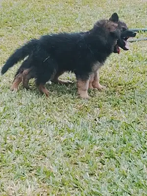 1-3 months Male Purebred German Shepherd