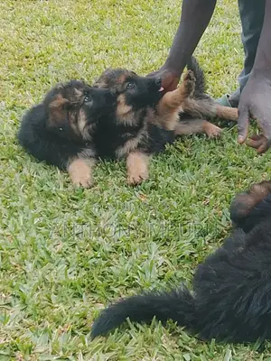 1-3 months Male Purebred German Shepherd