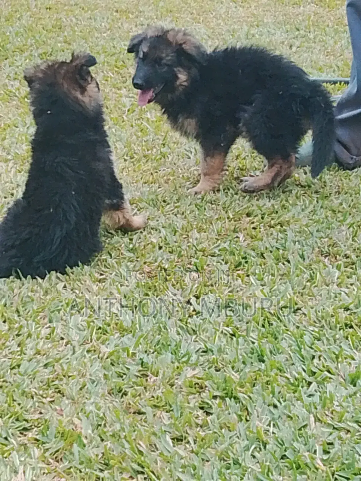 1-3 months Male Purebred German Shepherd