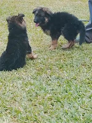 1-3 months Male Purebred German Shepherd