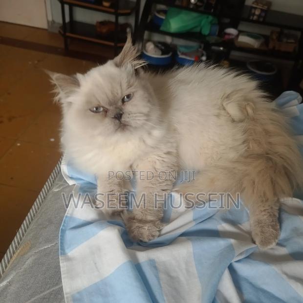 6-12 months Male Purebred Ragdoll