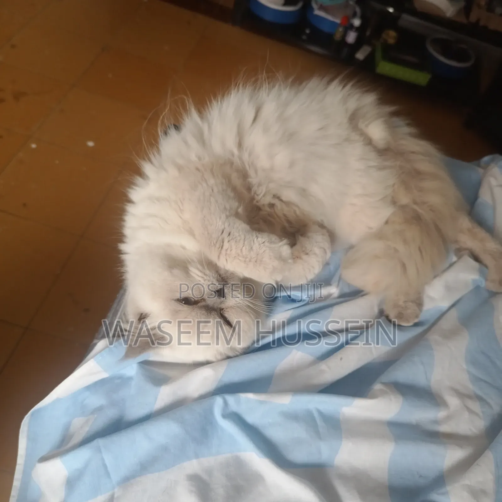 6-12 months Male Purebred Ragdoll