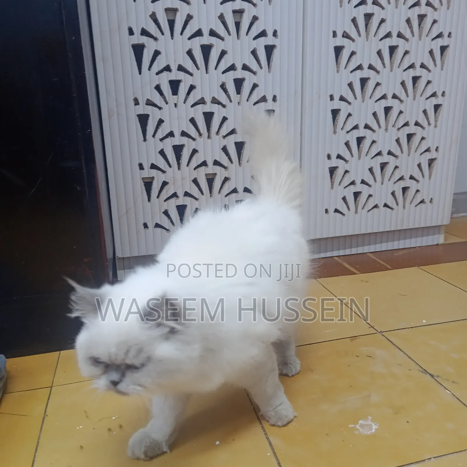 6-12 months Male Purebred Ragdoll