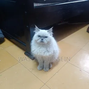 6-12 months Male Purebred Ragdoll