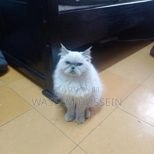 6-12 months Male Purebred Ragdoll - thumbnail 4