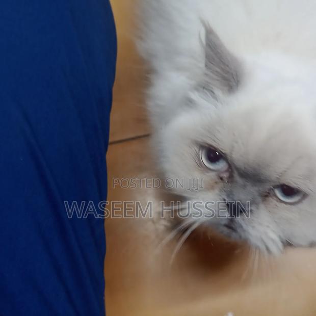 6-12 months Male Purebred Ragdoll - thumbnail 6