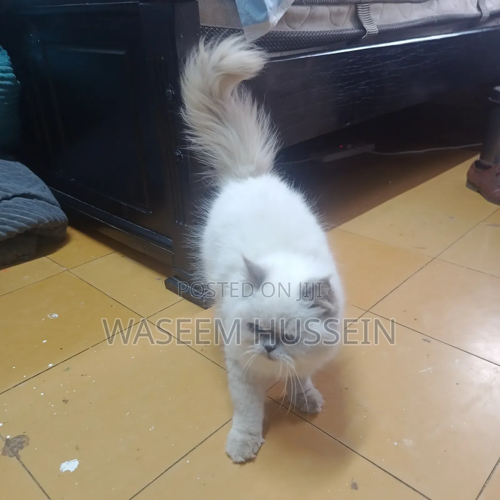 6-12 months Male Purebred Ragdoll
