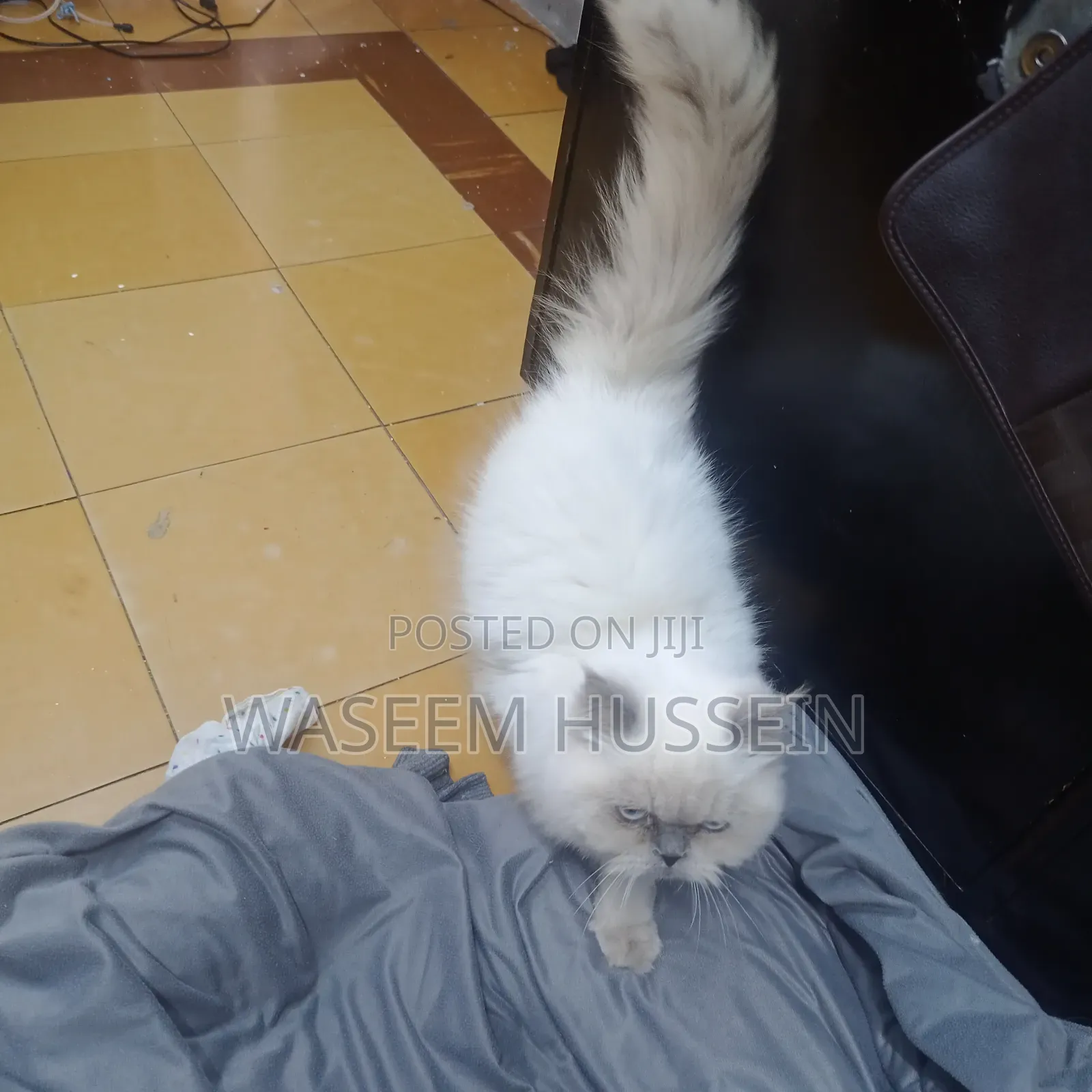6-12 months Male Purebred Ragdoll