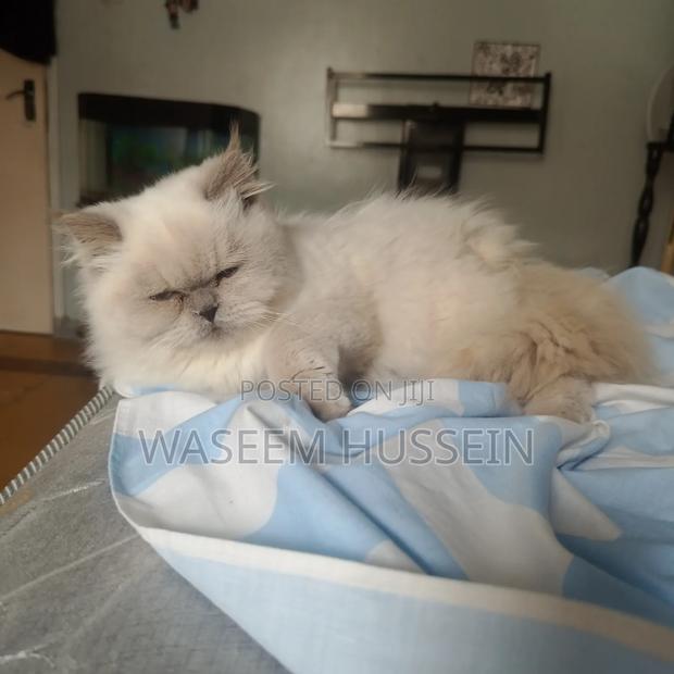 6-12 months Male Purebred Ragdoll - thumbnail 5