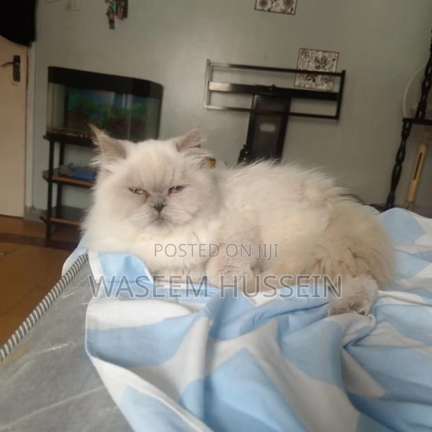6-12 months Male Purebred Ragdoll - thumbnail 7