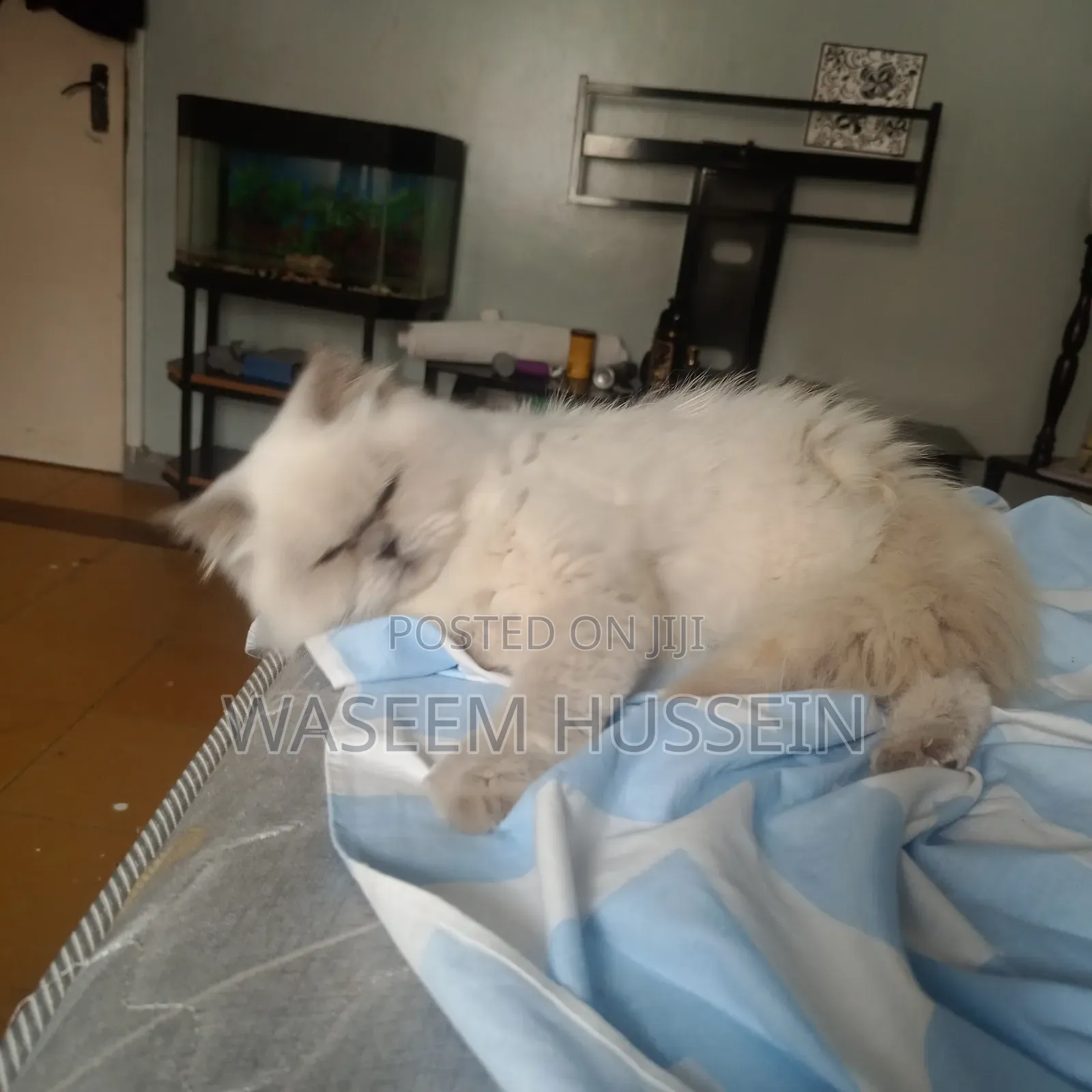 6-12 months Male Purebred Ragdoll