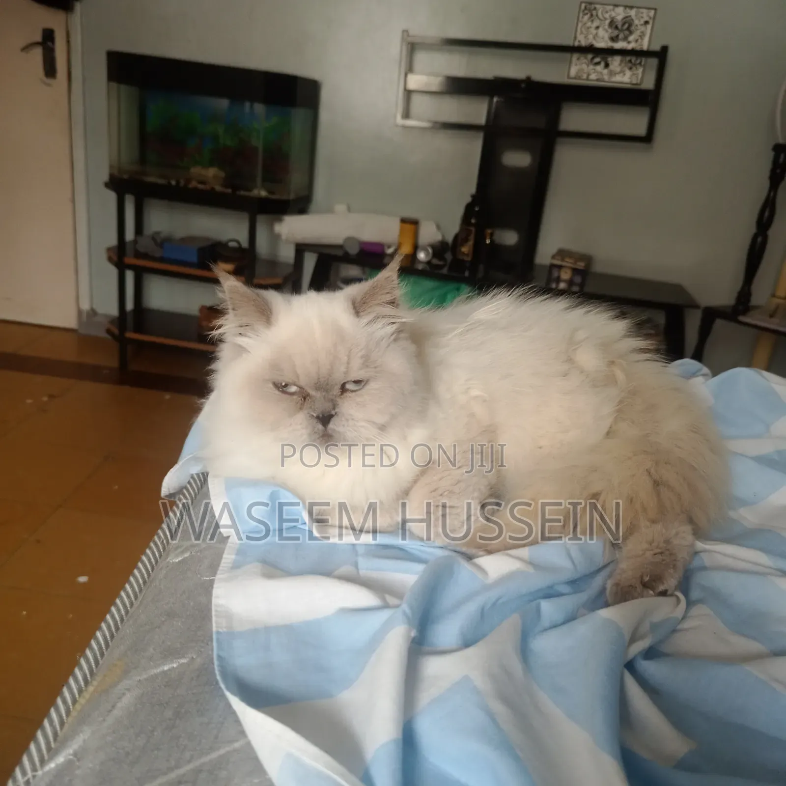 6-12 months Male Purebred Ragdoll