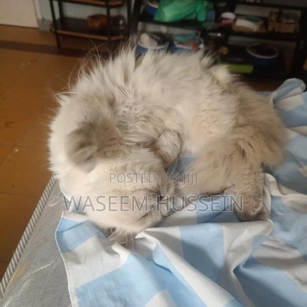 6-12 months Male Purebred Ragdoll - thumbnail 12
