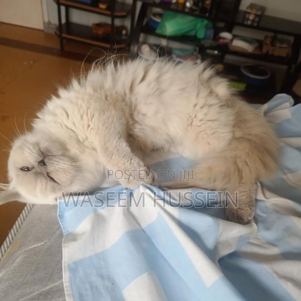 6-12 months Male Purebred Ragdoll - thumbnail 13
