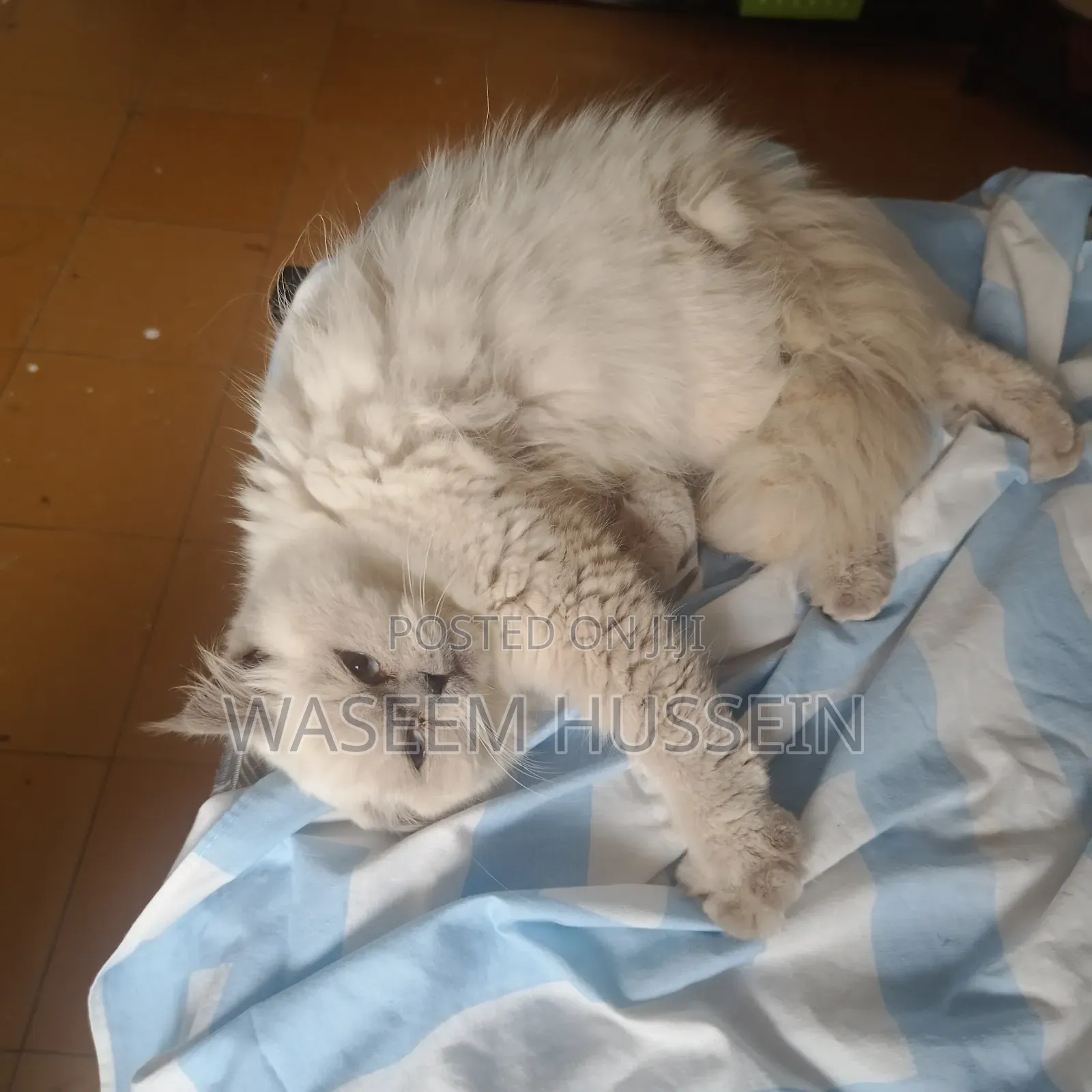 6-12 months Male Purebred Ragdoll