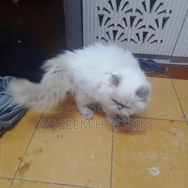 6-12 months Male Purebred Ragdoll - thumbnail 15