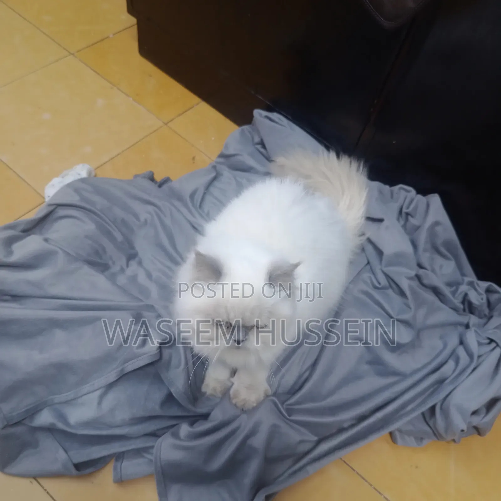 6-12 months Male Purebred Ragdoll