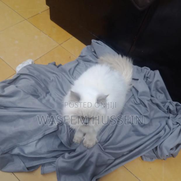 6-12 months Male Purebred Ragdoll - thumbnail 16
