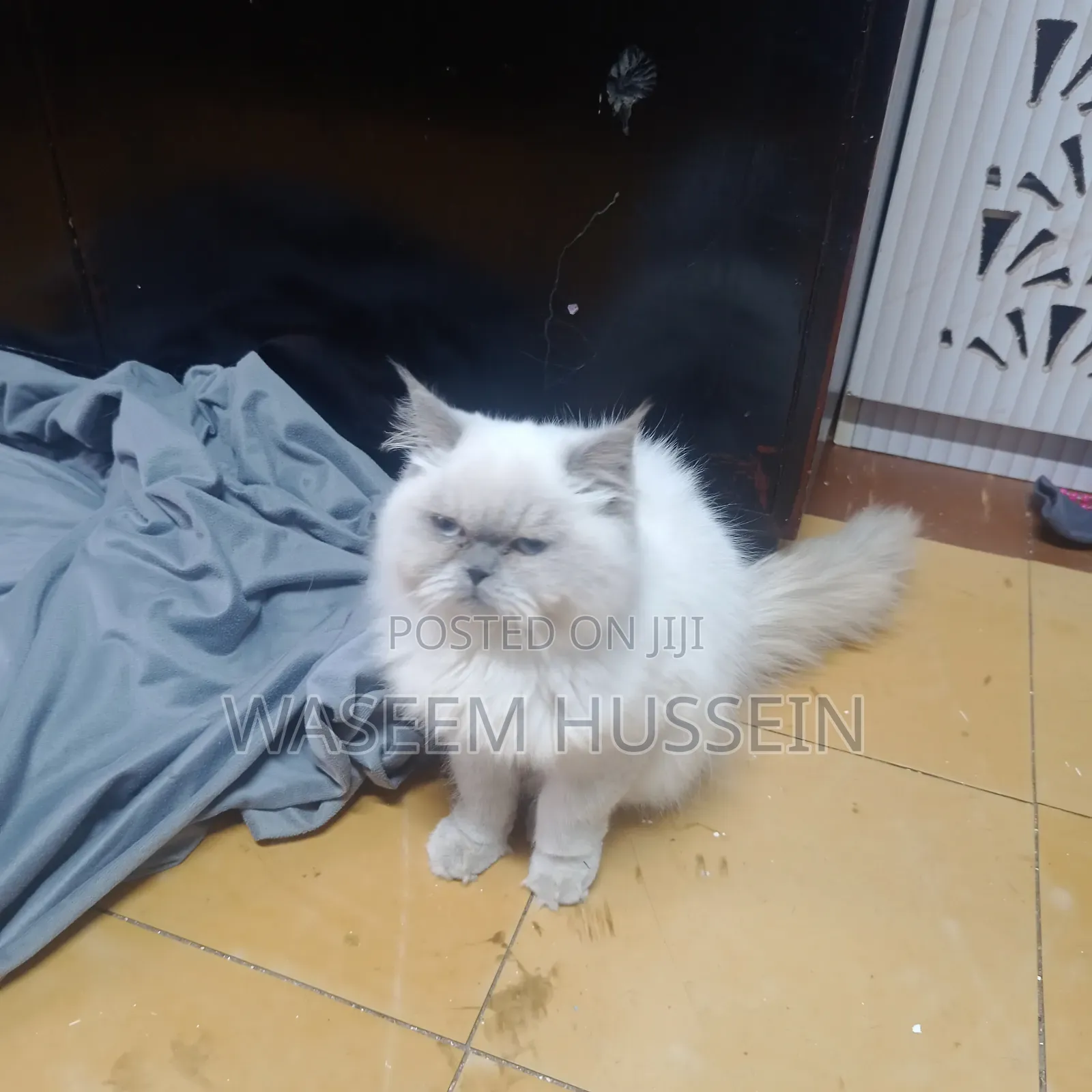 6-12 months Male Purebred Ragdoll