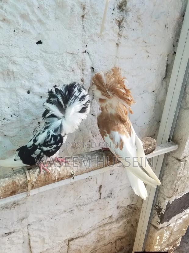 Exotic Pigeons - thumbnail 2