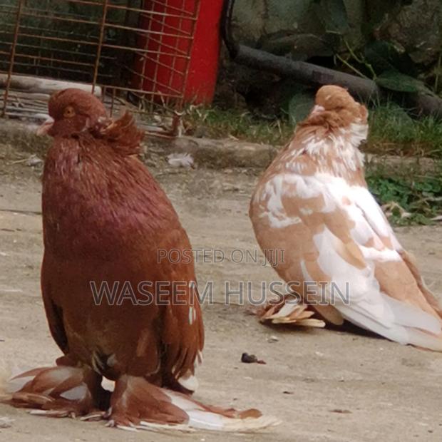 Exotic Pigeons - thumbnail 4
