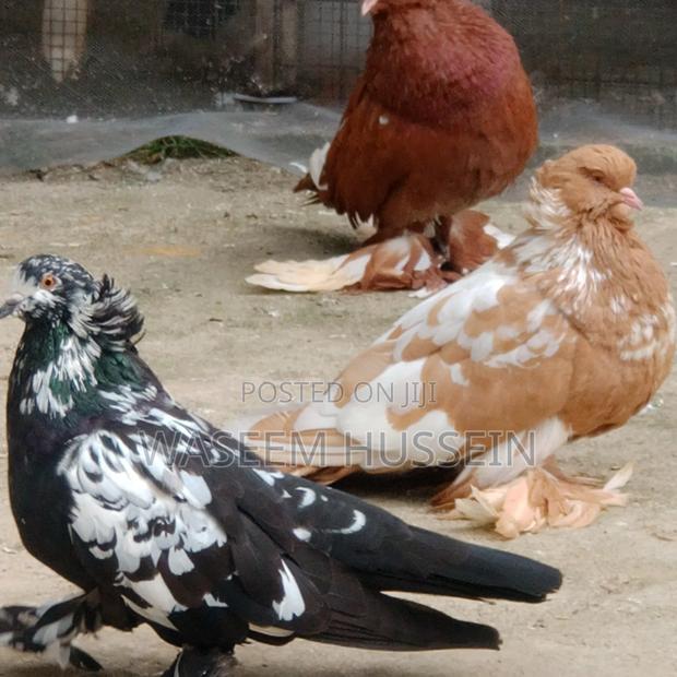 Exotic Pigeons - thumbnail 5