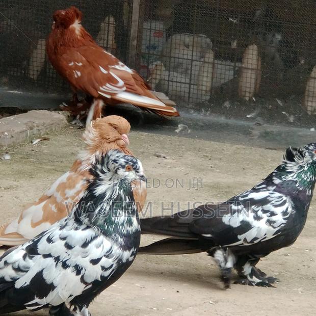 Exotic Pigeons - thumbnail 6