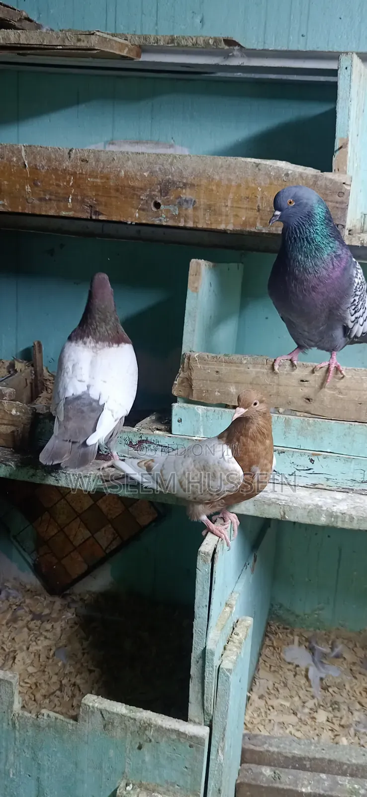 Exotic Pigeons