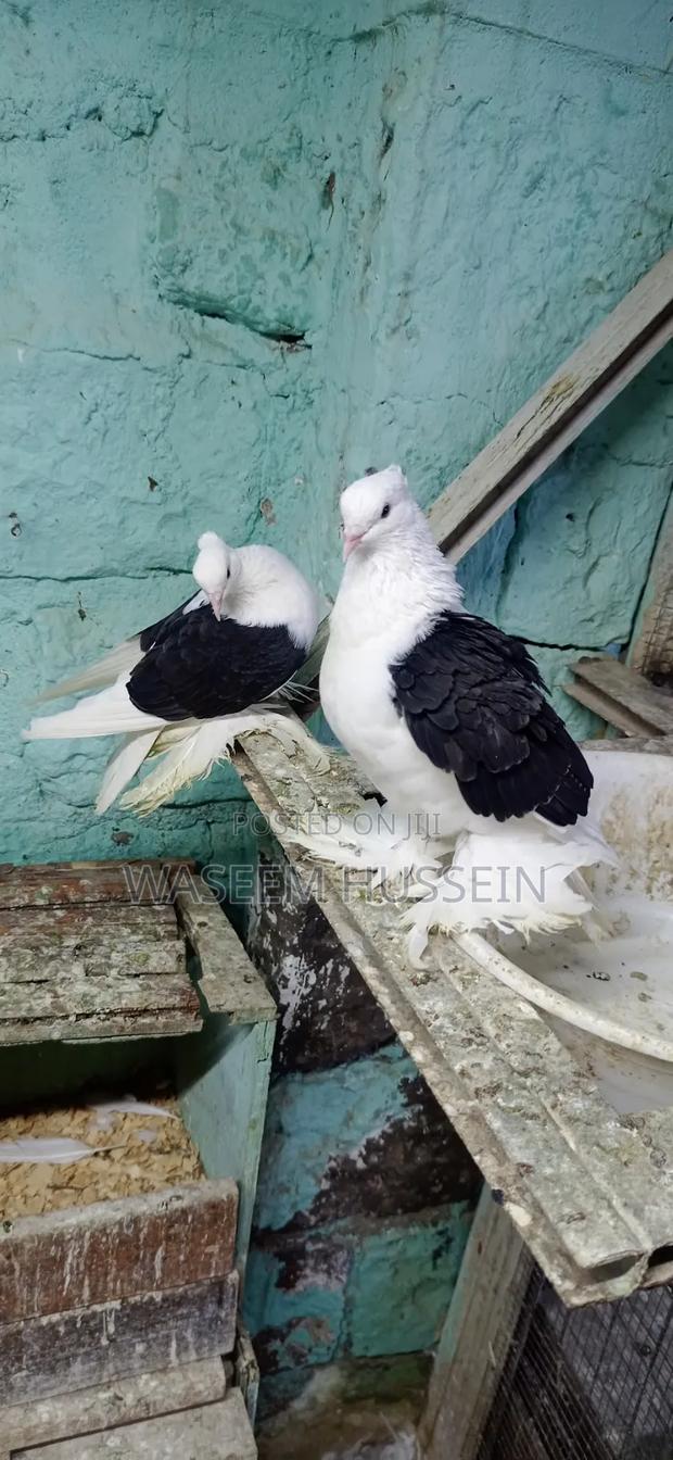 Exotic Pigeons - thumbnail 12