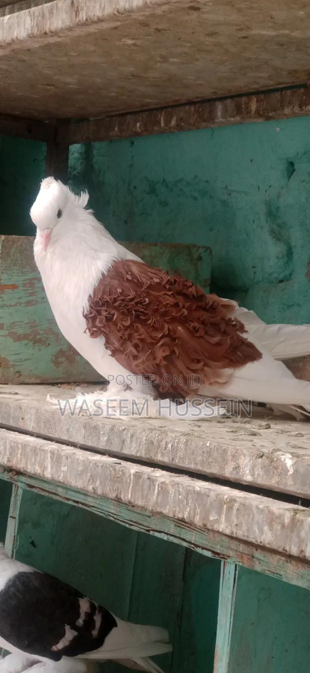 Exotic Pigeons - thumbnail 13