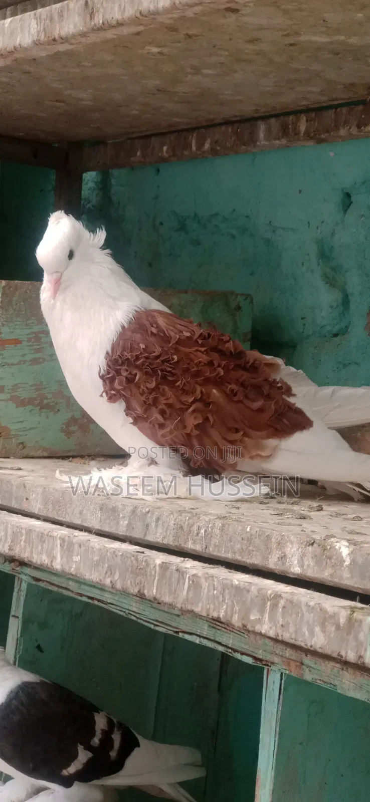 Exotic Pigeons