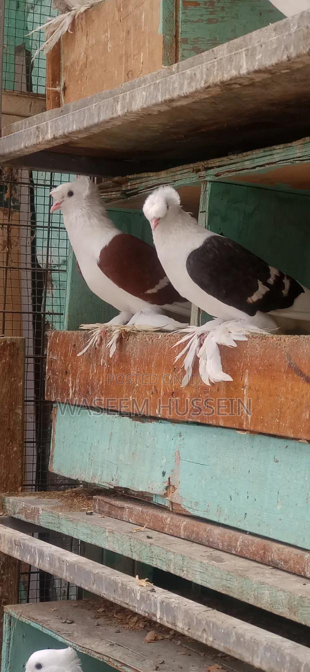 Exotic Pigeons - thumbnail 14